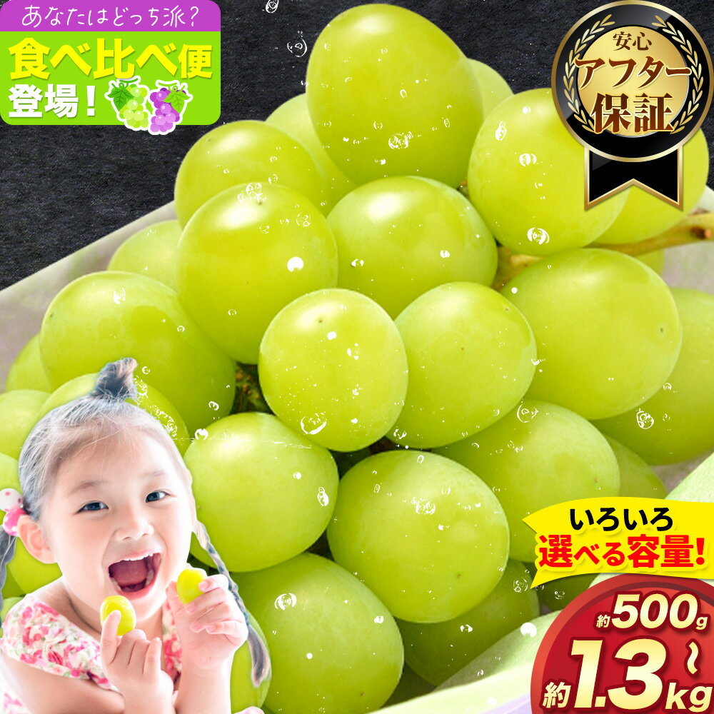 【ふるさと納税】食べ比べ 便登場 シャインマスカット 訳あり大阪府羽曳野市 500g 1kg 1.3kg 《2026年8月上旬-8月下旬頃出荷》 シャイン マスカット ぶどう 甘い 美味しい みずみずしい ハリがある 葡萄 家族 みんな フルーツ 果物 送料無料 夏 秋 選べる 容量【楽天限定】