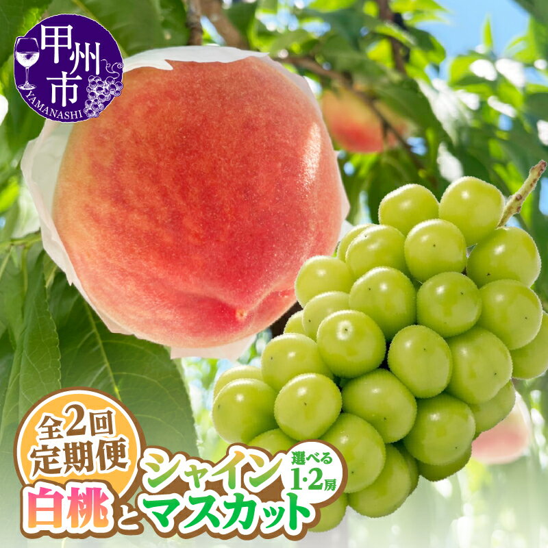 【ふるさと納税】 フルーツ 定期便 2026年 先行予約 2回 桃 1kg以上 3～5玉 シャインマスカット 選べる内容量 500g以上 1房 2房 果物 山梨県 甲州市 期間限定 7月 9月 発送 冷蔵 クール便 白桃系 もも ぶどう 葡萄 くだもの 人気 新鮮 社員マスカット （AGB）