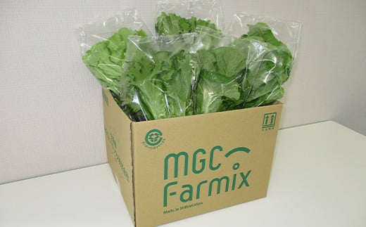 植物工場で育てた5種のレタス食べくらべセット 10パック  野菜 セット 詰め合わせ 詰合せ 食品 F23R-784