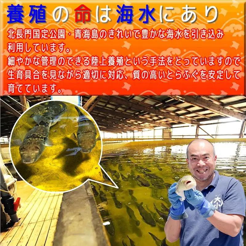 【配送日指定必須】ふぐセット とらふぐ とらふぐ刺身6～7人前セット（とらふぐ皮刺身・干しひれ付き） 冷蔵 トラフグ フグ 最高級とらふぐ 父の日 母の日 イベント お中元 お歳暮 贈答用 ギフト 熨