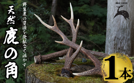 天然の鹿角 １本｜鹿の角 自然素材 天然 おしゃれ インテリア ランタンハンガー 犬グッズ にも最適 サステナブル SDGs 工芸品 狩猟素材 尾鷲の 鹿 シカ 牡鹿 角 尾鷲ジビエ YZ-10