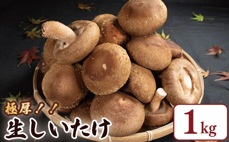 しいたけ 1kg  (300g以上×3袋) 椎茸 椎茸 椎茸 椎茸 椎茸