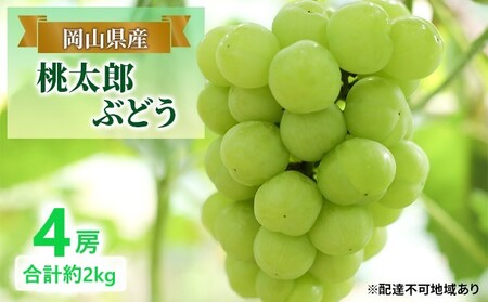 ぶどう 【2026年 早期受付】 桃太郎ぶどう 4房 合計約2kg 岡山県産