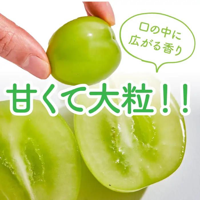 【2026年先行受付】 【農林水産大臣賞受賞!!】 シャインマスカット 2房 1kg以上 ALPAS004 | シャインマスカット