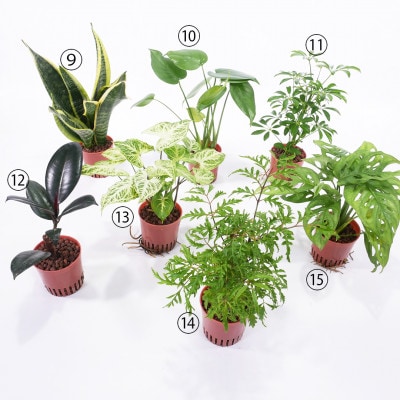 ハイミニビビアースカラー3個セット【オススメの観葉植物でお届け】