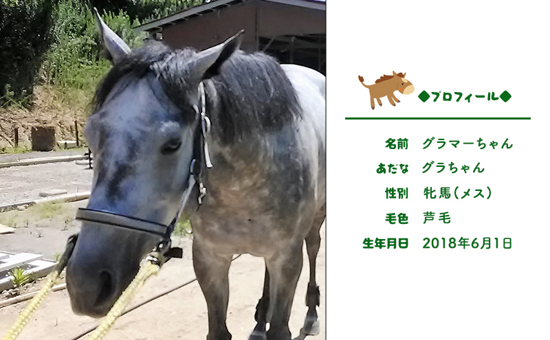 馬 の ふれあい体験 ペア チケット 1枚(2名様分) 体験 うま ケイメイ牧場