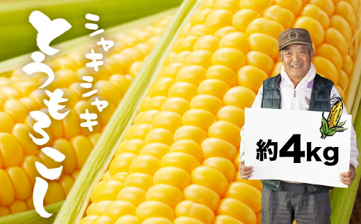 先行予約【2025年8月上旬から発送】令和7年産 飛騨 とうもろこし 4kg トウモロコシ 玉蜀黍 ゴールドラッシュ 夏野菜 産地直送 野菜