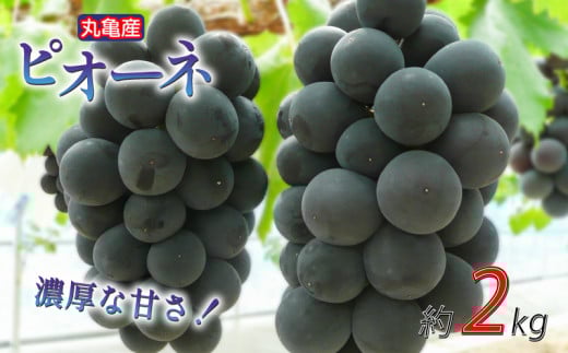【先行予約】 凝縮された濃厚な甘み！ ピオーネ 約2kg 3-6房入  種なし 冷蔵 配送 ぶどう 葡萄 ブドウ フルーツ 果物 くだもの デザート 果実 美味しい 人気果物 人気フルーツ 旬のフルーツ 旬の果物 ふるさと納税ぶどう ふるさと納税ピオーネ 香川県 丸亀市