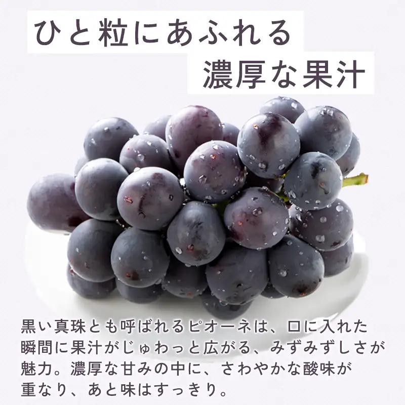 B-1000 朝採れ種なしぶどうピオーネ 2kg
