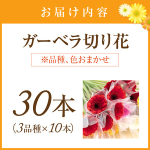 【1294】農園直送　ガーベラ切り花30本