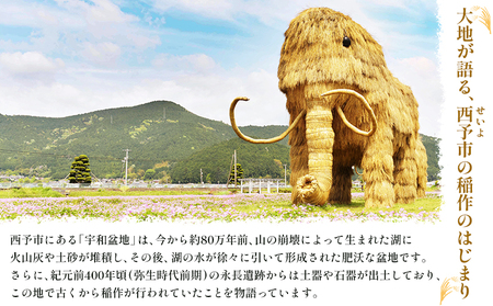 ＜令和7年産 大竹農園 コシヒカリ 約5kg＞ こしひかり コメ 白米 精米 ご飯 新鮮 旨味 大粒 ふっくら もちもち モチモチ お弁当 朝ごはん お昼ごはん 夜ごはん 特産品 愛媛県 西予市 【常