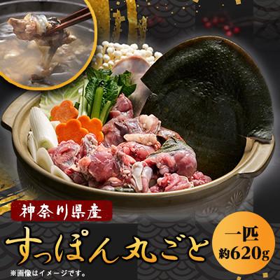 ふるさと納税 山北町 【のし付き】神奈川県産鍋用すっぽん丸ごと1匹(約620g)