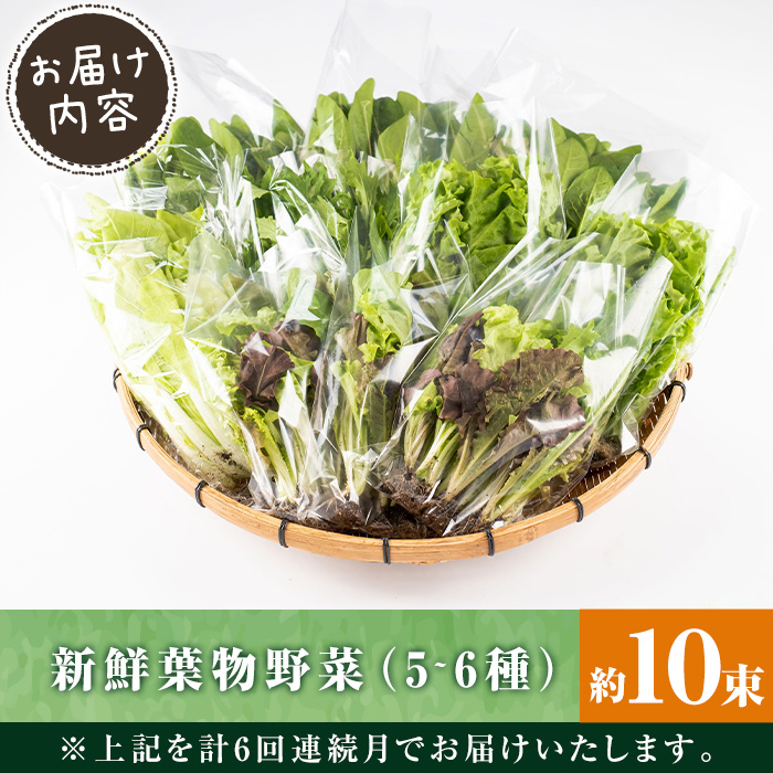 i678-B ＜定期便・計6回(連続月)＞ひかりのお野菜(約10束・5〜6種)【ひかりの郷】