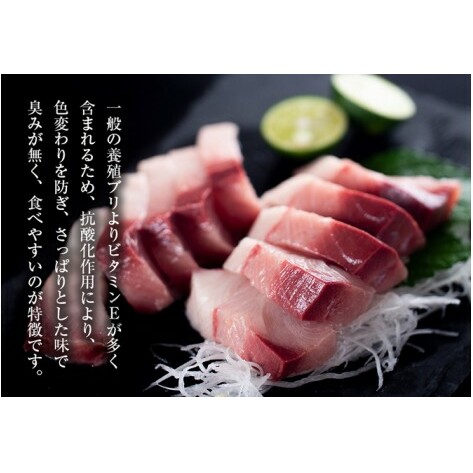 【期間限定・申込は12月14日まで】すだち鰤 一本 約5.0kg 徳島県産 ぶり ブリ ブランド鰤 鳴門 刺身 魚 真空パック すだちブリ ぶり 魚 鰤 ブリ_イメージ5