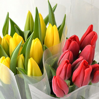 【ふるさと納税】フラワーファームしろねのチューリップ切花20本（黄・赤　各10本） チューリップ 花 植物 花束 切花 　お届け：2025年12月中旬～2026年3月下旬