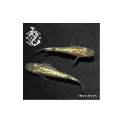 メダカ「サンシャイン」2ペア