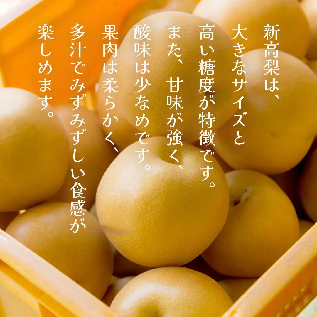 新高 約5kg（茨城県共通返礼品：かすみがうら市） 【2026年9月中旬発送開始】 梨 数量限定 なし ナシ フルーツ 果物 旬 産地直送 [FF005sa]	