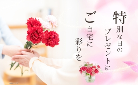 <選べる配送月> 北海道 カーネーション ミックス 4品種 20本以上 花 花束 切花 ブーケ 旬 季節 詰め合わせ 生花 フラワー アレンジメント 産地直送 つきがたふるさと花の会 送料無料 202