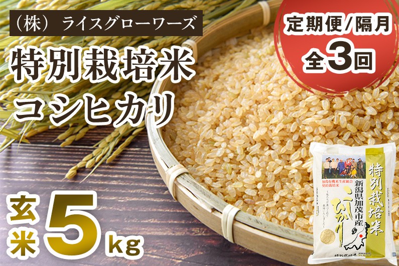 
                  【令和8年産新米先行予約】【定期便3回隔月お届け】特別栽培米 コシヒカリ 玄米 5kg《10月上旬～順次出荷》 従来品種 従来コシヒカリ お米 米 （株）ライスグローワーズ 新潟県 加茂市産 定期便
                