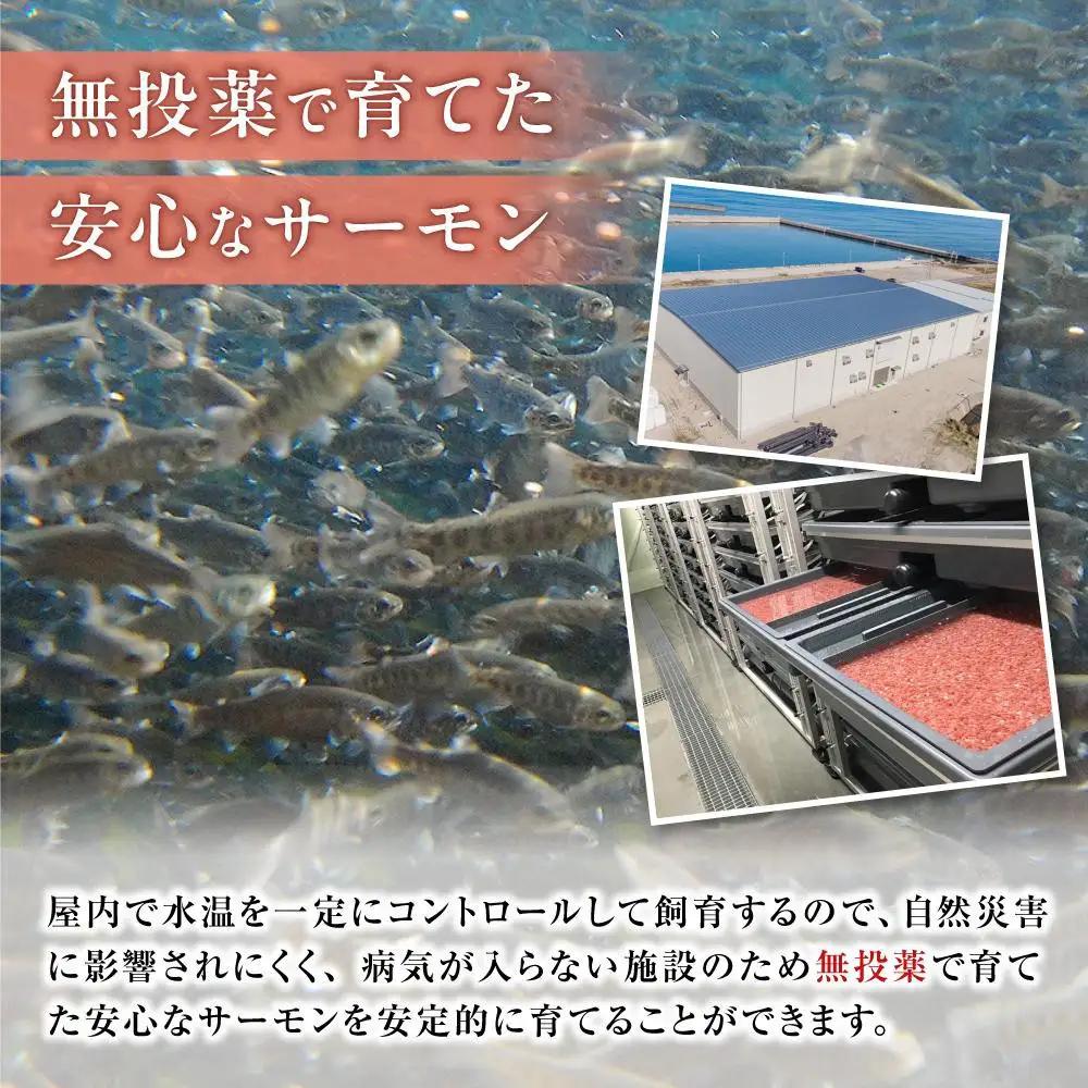 スモークサーモン 数量限定 とっとり 琴浦 グランサーモン 1kg（3～10パック）