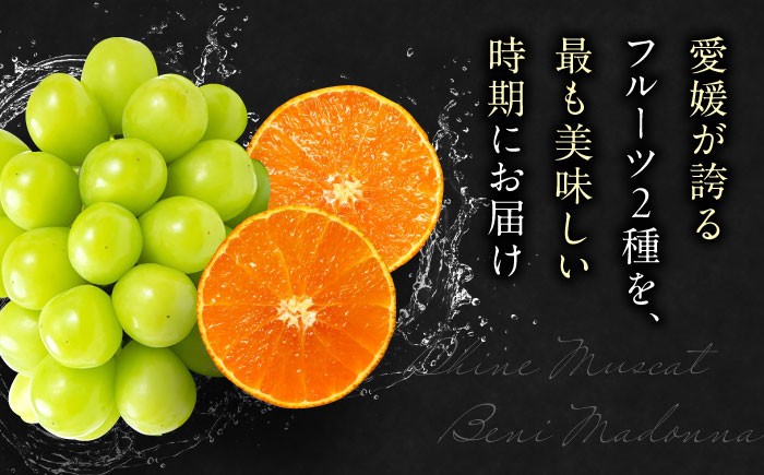 果物王国愛媛県からお届け！みかんとぶどうのフルーツ2種の贅沢定期便！【全2回定期便】シャインマスカット＆紅まどんな