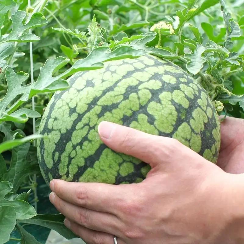 スイカ ひまわり すいか  2玉 小玉 ※6月中旬～6月下旬頃順次発送予定【sun402-2-6】 