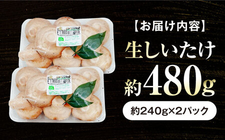 生しいたけ(菌床栽培)約240g×2 BKAY013 しいたけ