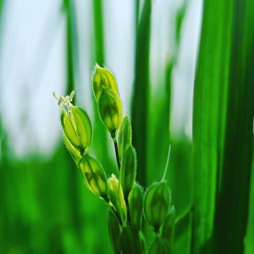 江戸時代 加賀藩在来米「巾着」の米麺 40袋