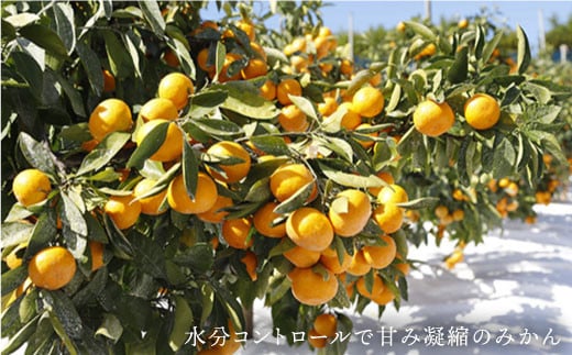 【12月上旬より配送開始☆優品】石地みかん 約8kg（傷み保証分300g含む）＜川添みかん園＞ [CCT006] みかん