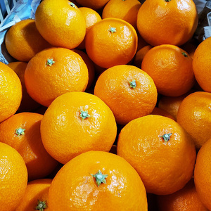 愛果28号 約5kg あいか 家庭用 愛果 みかん 柑橘 蜜柑 フルーツ 松山市 愛媛県 数量限定 【2025年12月から順次発送 】【DRM002】