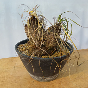 キセロフィタ トリコフィラ (発根管理済) A005｜観葉植物 コーデックス 盆栽 鉢植え インテリア ハコネコ [0686]