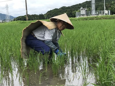 【先行予約！】美濃 ハツシモ「ふるさと物語」白米 10kg 精米 米 岐阜県 大垣市 