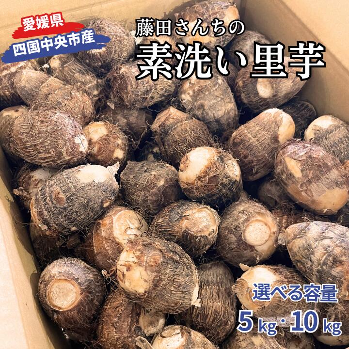 【ふるさと納税】里芋 さといも 芋 いも 5kg 10kg 女早生 新鮮 柔らかい やわらかい もっちり あまい 四国中央市産 送料無料