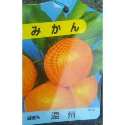 
みかん　 樹高約80cm 取扱説明書付き【1036923】
