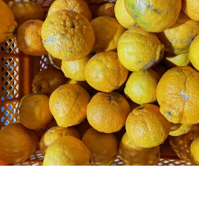 【ふるさと納税】【訳あり】不知火(しらぬい)10kg【C21-51】【1677015】