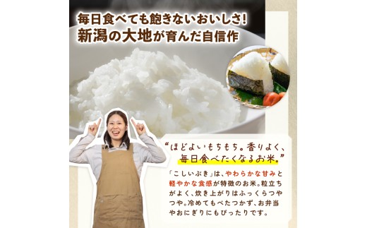 新潟 米 定期便 令和8年産 新潟産こしいぶき 10㎏×8か月 新潟県 新潟産 新潟米 新発田産 新発田 お米 米 こしいぶき とんとん市場 せいだ 5kg 10kg 80kg 2袋 8か月 定期便 