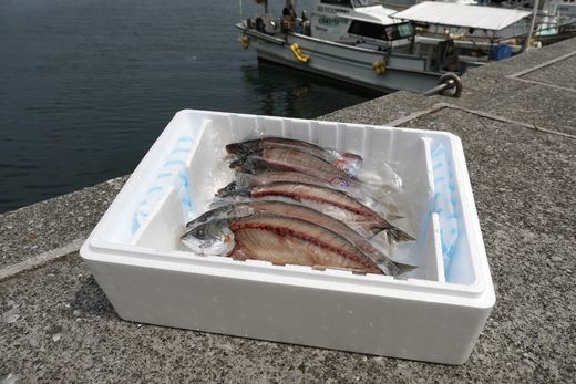 【一本釣り 匠の漁】天然三崎アジ一夜干しセット 5枚＜海鮮 魚 愛媛 伊方＞