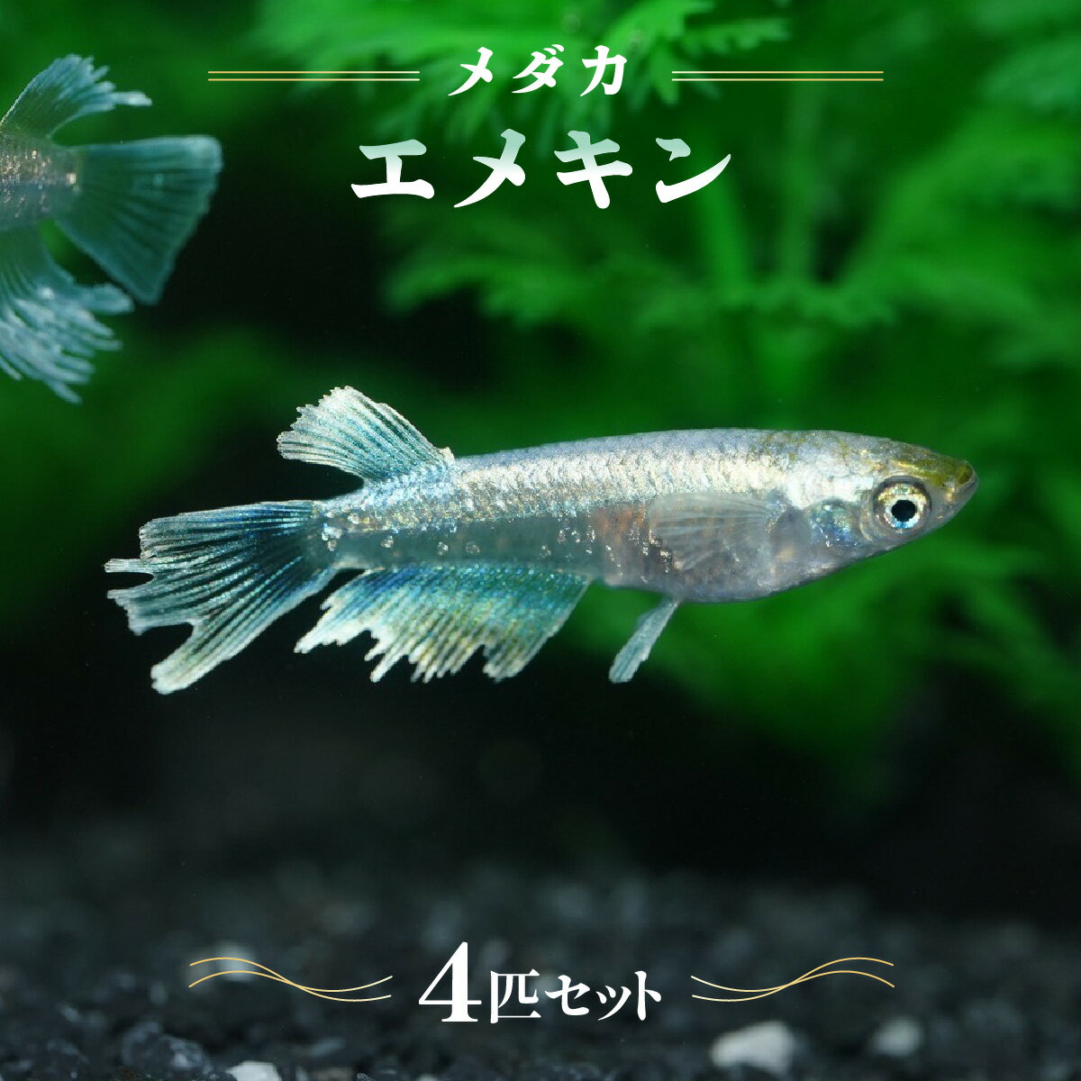 【ふるさと納税】メダカ「エメキン」4匹セット　お届け：発注後、1〜2週間程度 HNNAD007