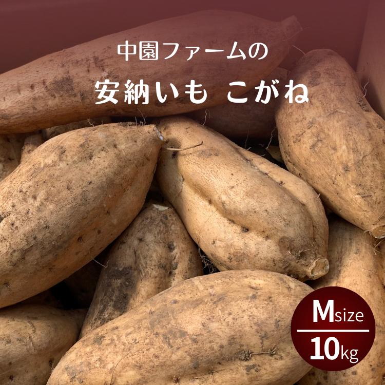 
                  種子島 安納いも こがね ( 生芋 ) M サイズ 10kg　NFN647【500pt】 // 安納芋 安納いも発祥の地 本場・安納地域産 糖度 熟成期間 G.I 保護制度 ブランド 金賞 生いも 芋 いも さつまいも 希少 黄金
                