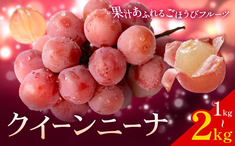 
                  ぶどう ブドウ クイーンニーナ 1kg または 2kg 《出荷時期をお選びください》 大藏果樹園 フルーツ おやつ 甘い 果物 くだもの 鹿児島県 さつま町
                