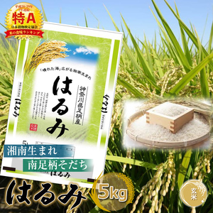 【令和7年産】湘南生まれ南足柄育ちのブランド米「はるみ」(玄米) 5kg 創業100年の米屋がお届け【特A ギフト プレゼント 贈り物 返礼 御礼 おいしい 】【 ごはん おいしい 神奈川県 南足柄市