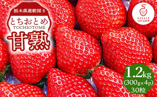 甘熟とちおとめ 30粒 各300g×4p ｜ とちおとめ いちご 苺 栃木県 果物 フルーツ ※北海道・沖縄・離島への配送不可 ※2026年1月上旬～4月中旬頃に順次発送予定