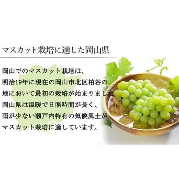 2026年 マスカット ・オブ・アレキサンドリア 約600g×1房 9月上旬～9月下旬発送分 葡萄  岡山県産 国産 フルーツ 果物 ギフト | マスカット