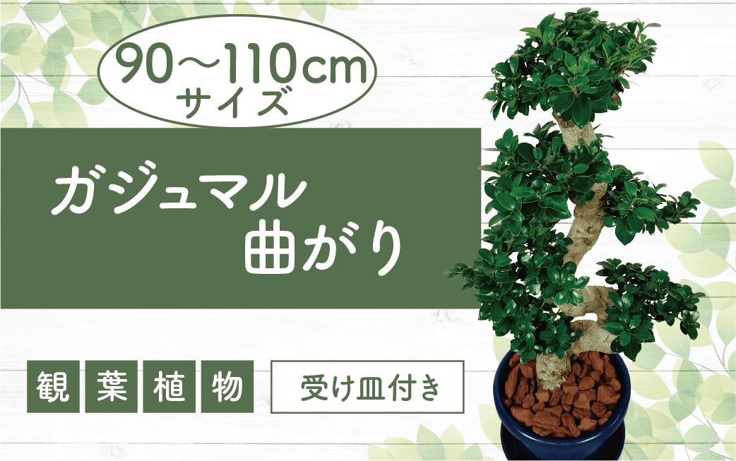 
            2025年4月下旬～発送【観葉植物】ガジュマル曲がり 大鉢(T&P/110-1390) 観葉 植物 インテリア 鉢植え 鉢植 グリーン ガジュマル曲がり 自然 ナチュラル 美しい 清涼感 園芸 室内 オフィス 大鉢 リラックス おしゃれ 鹿児島 指宿 いぶすき インテリアグリーン ガジュマル 風水【配送不可地域：北海道・沖縄県・離島】
          