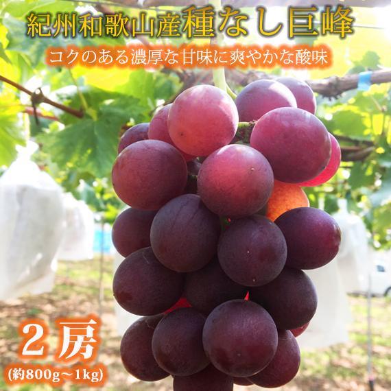 紀州和歌山産 の種なし巨峰ぶどう2房（約800gから1kg）【UT121】