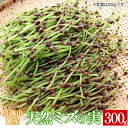 【ふるさと納税】鳥海山麓産　天然ミズの実 約300g