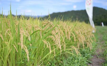令和7年度 山形県産 雪若丸 10kg(5kg×2) 精米 F7W-0305