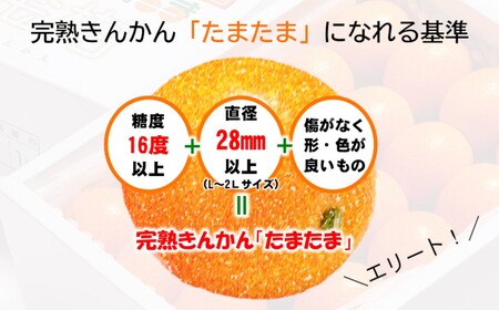 糖度16度以上　きんかんたまたま1㎏　宮崎県西都市産＜1-136＞