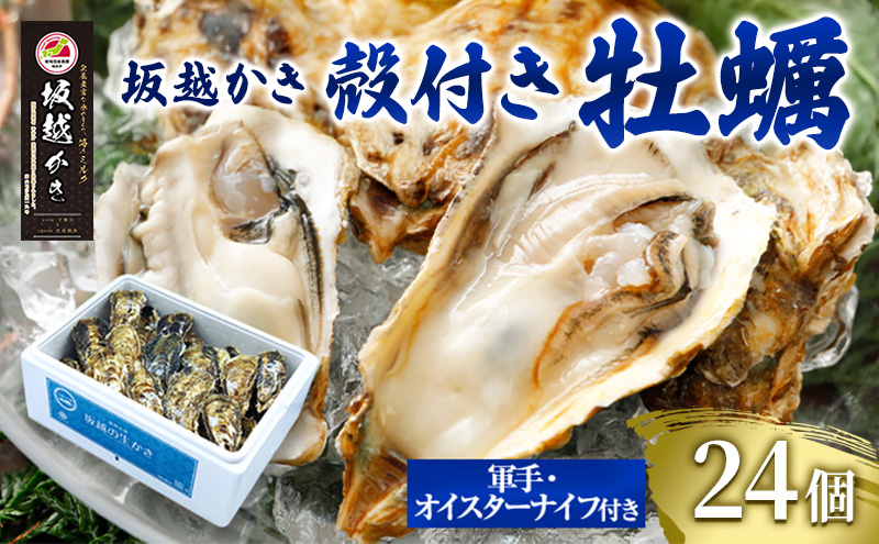 牡蠣 坂越かき 殻付き牡蠣24個 軍手・オイスターナイフ付き[ 生牡蠣 かき カキ 殻付 生食 冬牡蠣 ] 魚貝類 