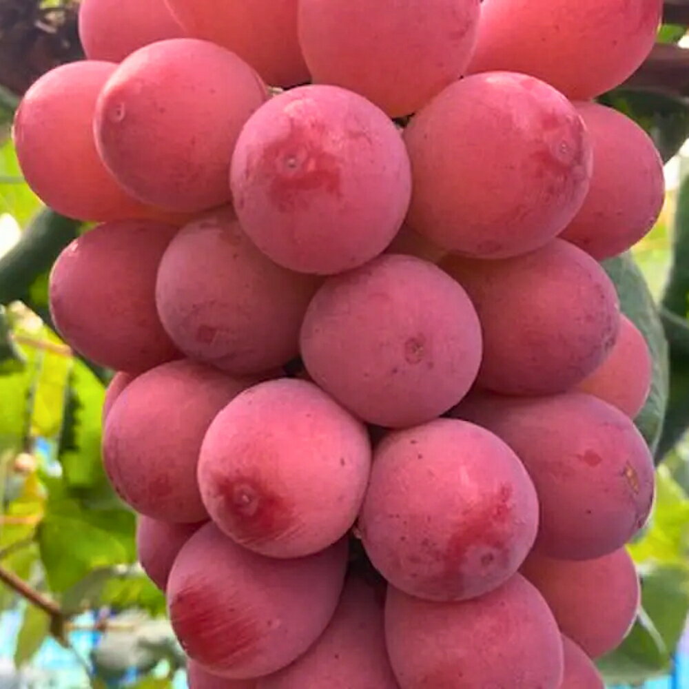 【ふるさと納税】 2026年先行予約 【ご家庭用】 希少品種 クイーンニーナ 3〜4房 2kg以上（化粧箱入り） Lino＆Kai Farm 2026年10月上旬〜順次発送 ぶどう 岡山 真庭市 高級 産地直送 国産 数量限定